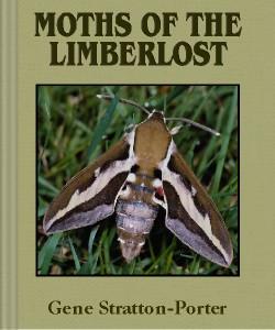 Cover Art for Moths of the Limberlost